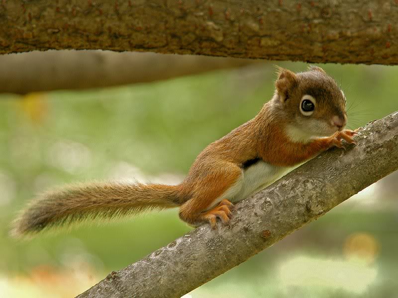 Mother's Nightmare �� Michel Lalonde 008