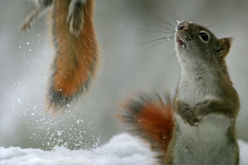 Squirrel jumping to a fight 012