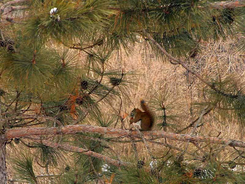 Squirrels �� Michel Lalonde 001