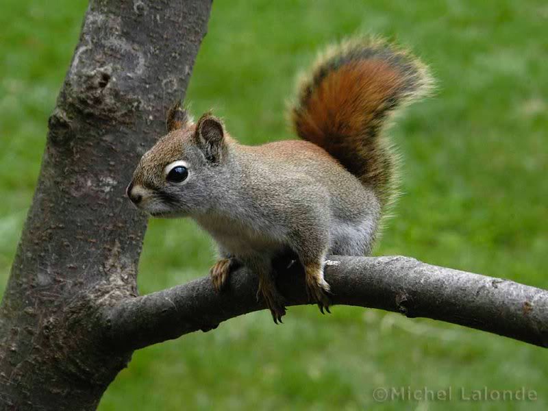 Squirrels �� Michel Lalonde 003