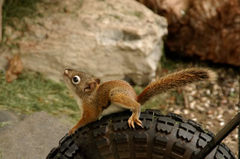 Squirrels �� Michel Lalonde 006