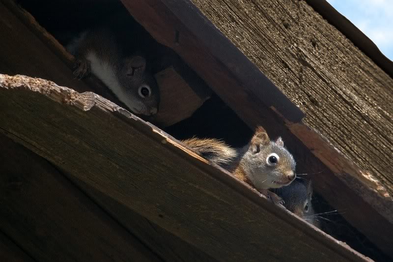 Squirrels �� Michel Lalonde 009