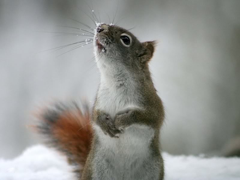 Squirrels �� Michel Lalonde 031