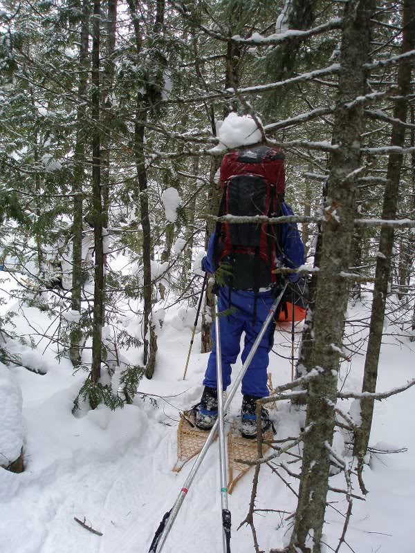 Bushwhack in the thick cedar swamp