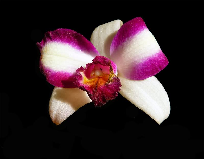 Blc. Haw Yuan Beauty 'Hong'