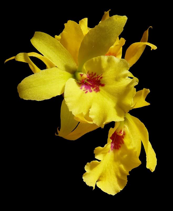 Eplc. Don Herman 'Gold Rush'