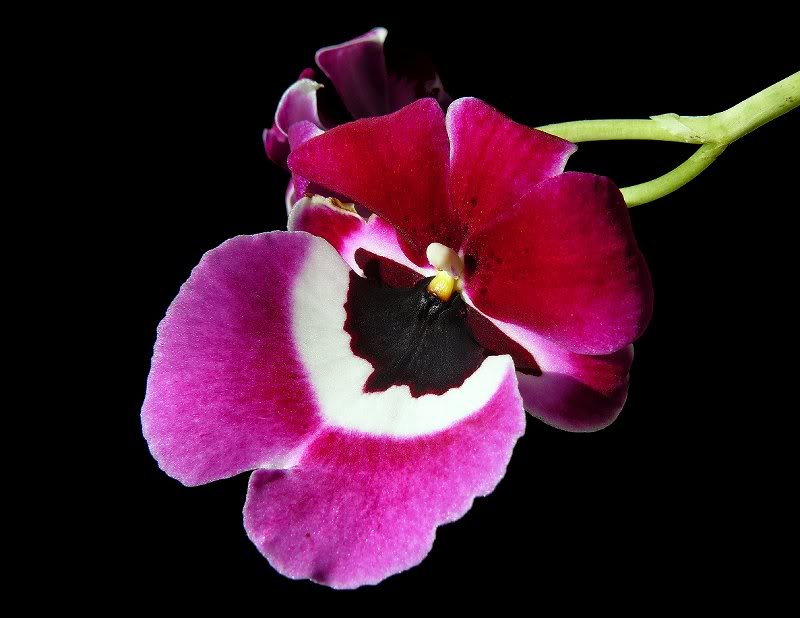 Miltoniopsis "Red Gem"