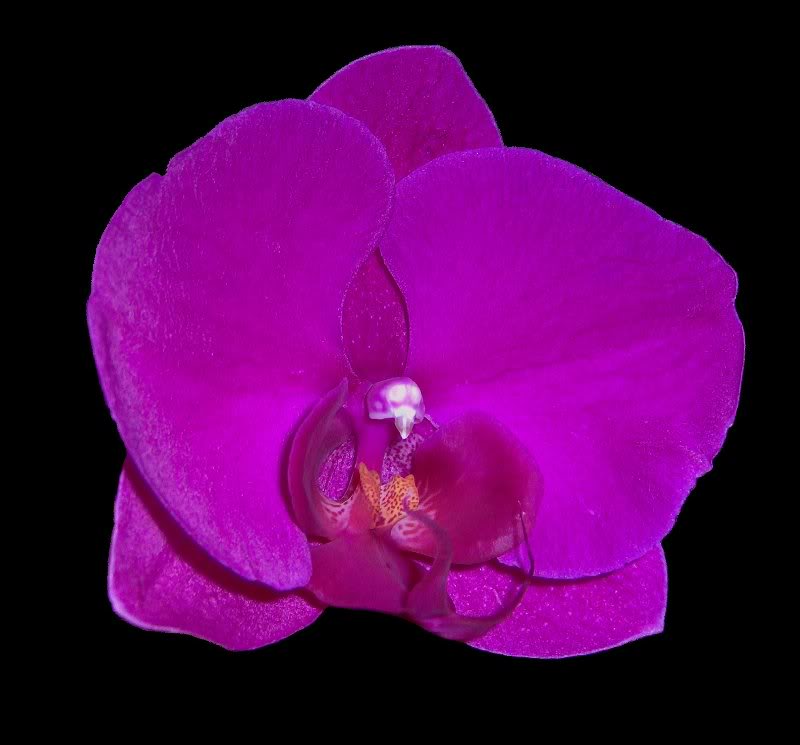 Phalaenopsis sp.