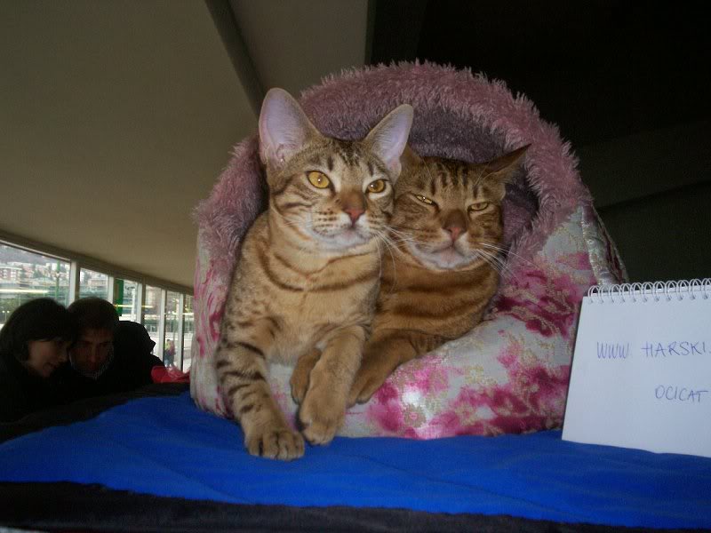 I think I saw a toy...on the next cage