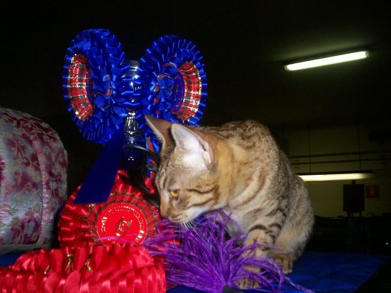 Isabellaroselin i Recknagel JW