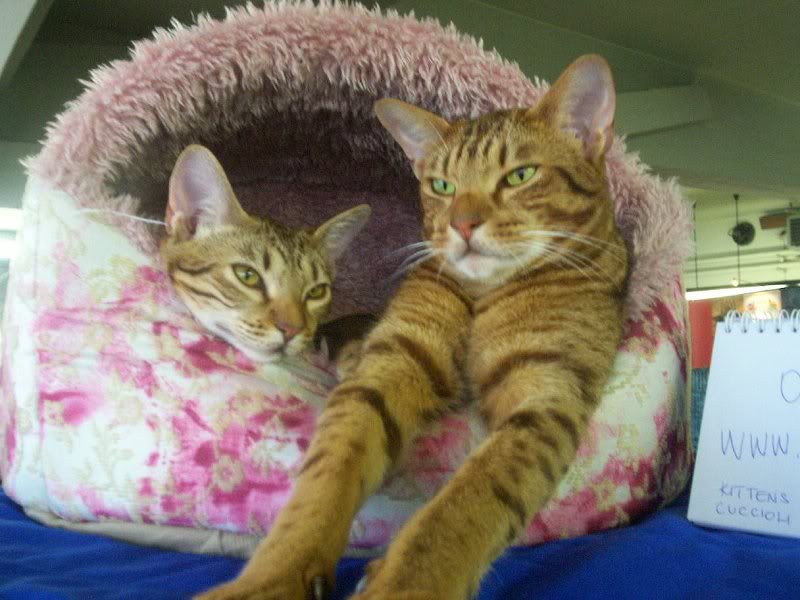 Oops, horses, not sure I like them