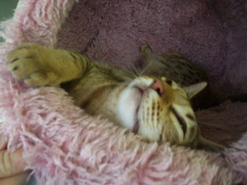 Sweetness incarnated