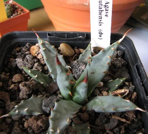 Agave utahensis
