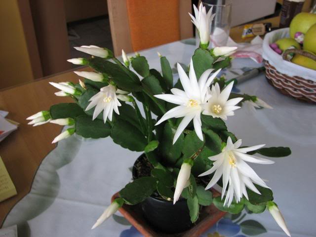 Hatiora gaertneri white flower (2)