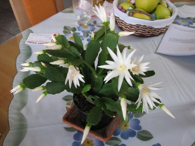 Hatiora gaertneri white flower