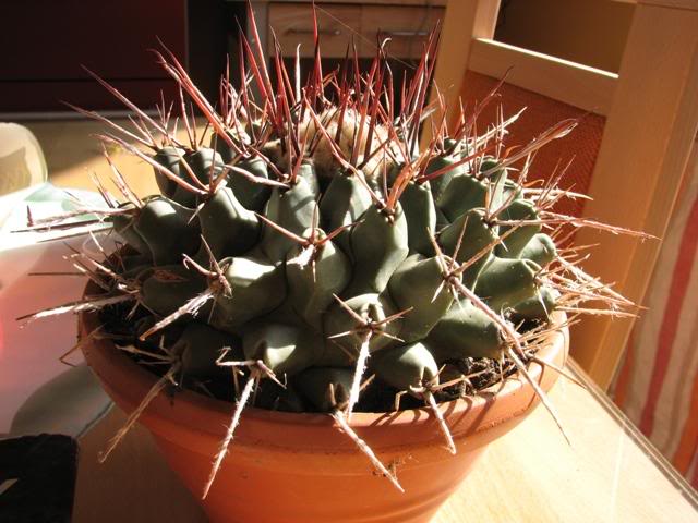 Thelocactus rinconensis