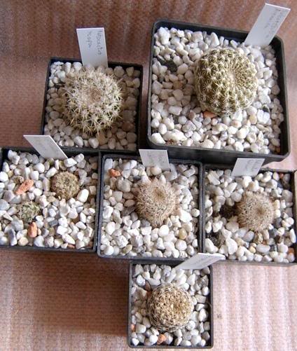 notocactus and sulcorebutia from UK