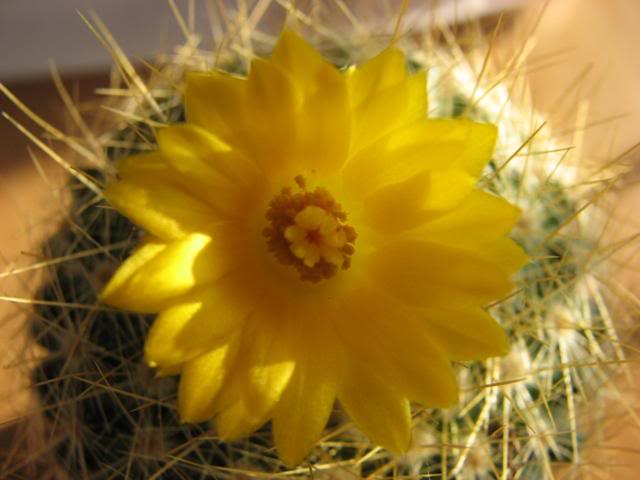 notocactus-paro dia chrysacanthion
