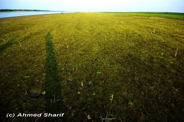 algae carpet......... ...01