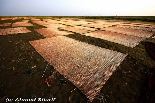 basking in the sun............ ....01