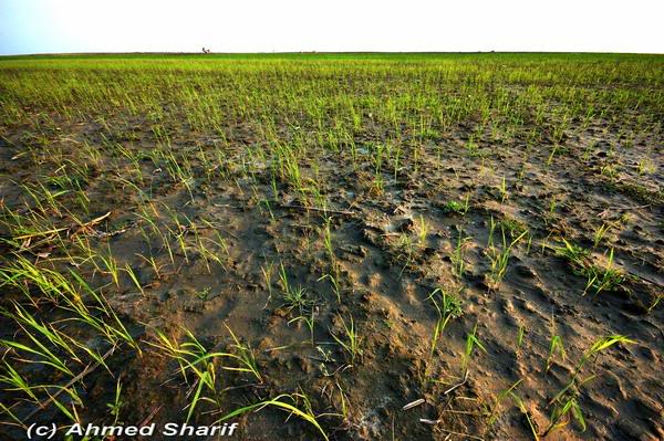 green gold.........04