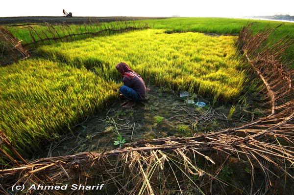 green gold.........05