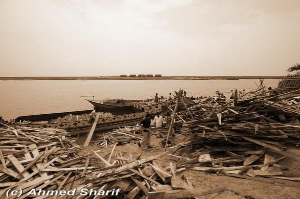 lost forests........ ......01