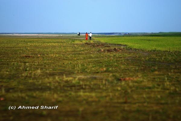 walking on the green carpet......... ....01
