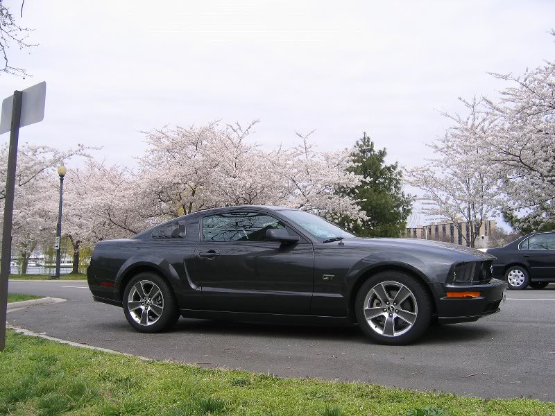 mustang gt cherry blossoms 002