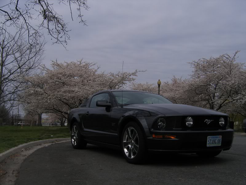 mustang gt cherry blossoms 004