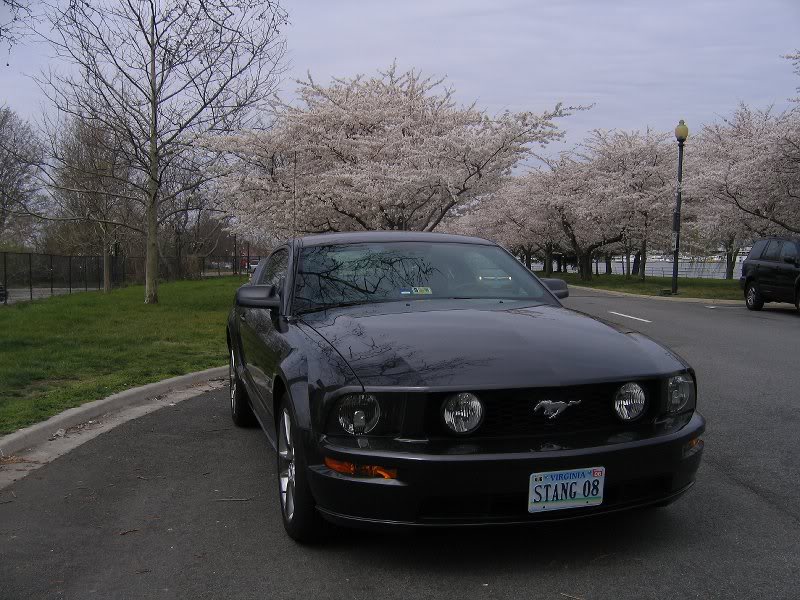 mustang gt cherry blossoms 005