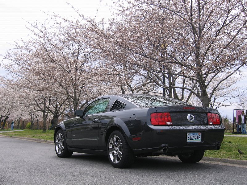 mustang gt cherry blossoms 006
