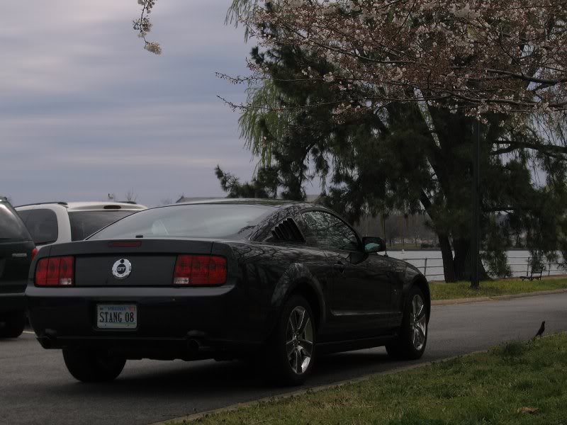 mustang gt cherry blossoms 007