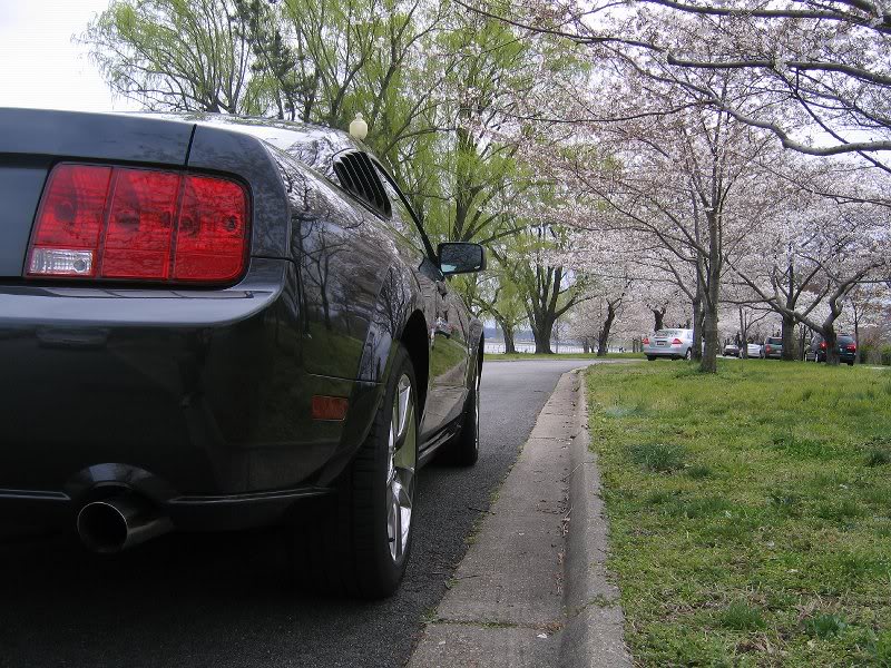 mustang gt cherry blossoms 008