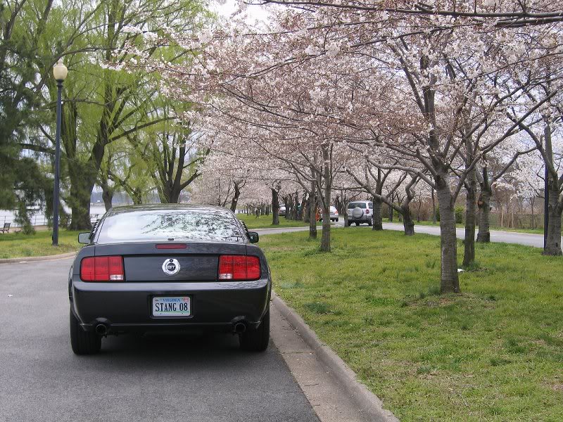 mustang gt cherry blossoms 009