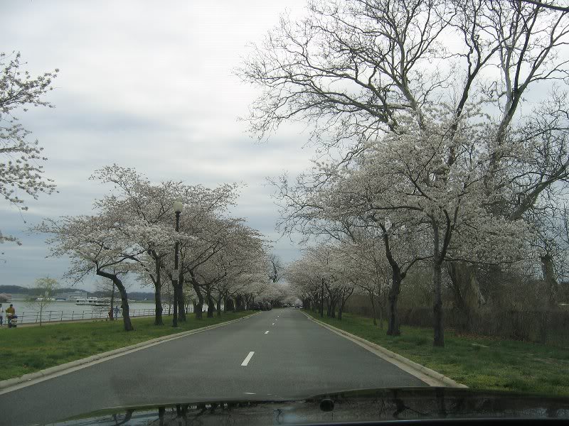 mustang gt cherry blossoms 010