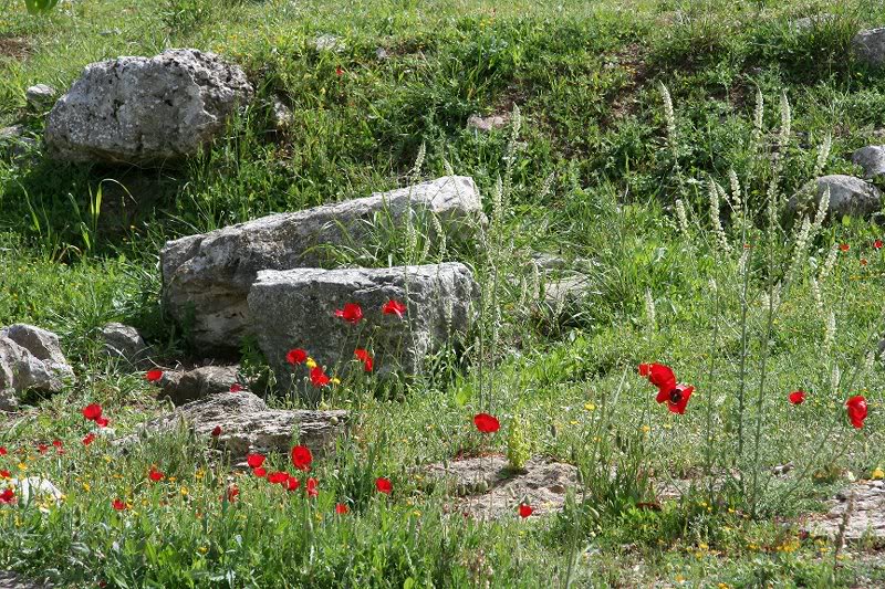 Wildflowers at Mycenae