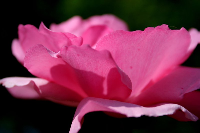 Ethereal pink rose