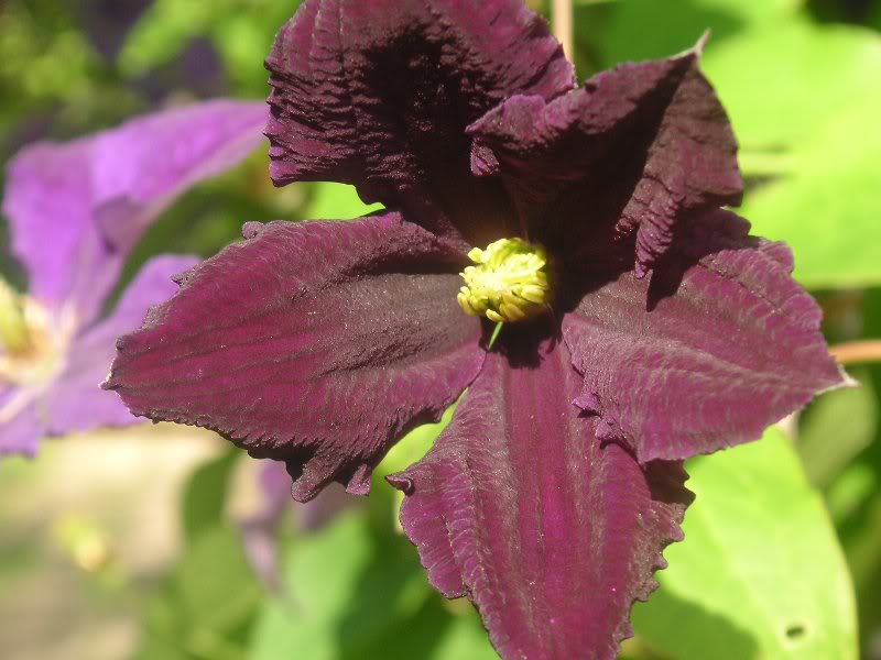 a dark velvet beauty