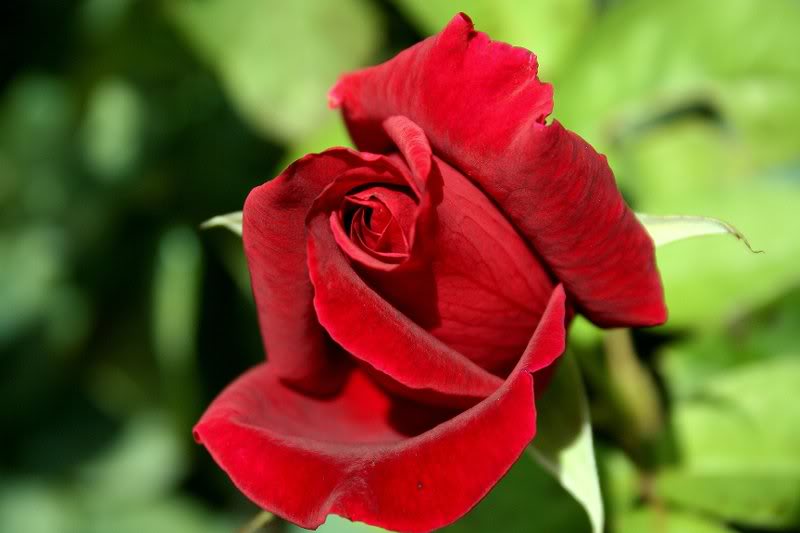 a seriously red rose