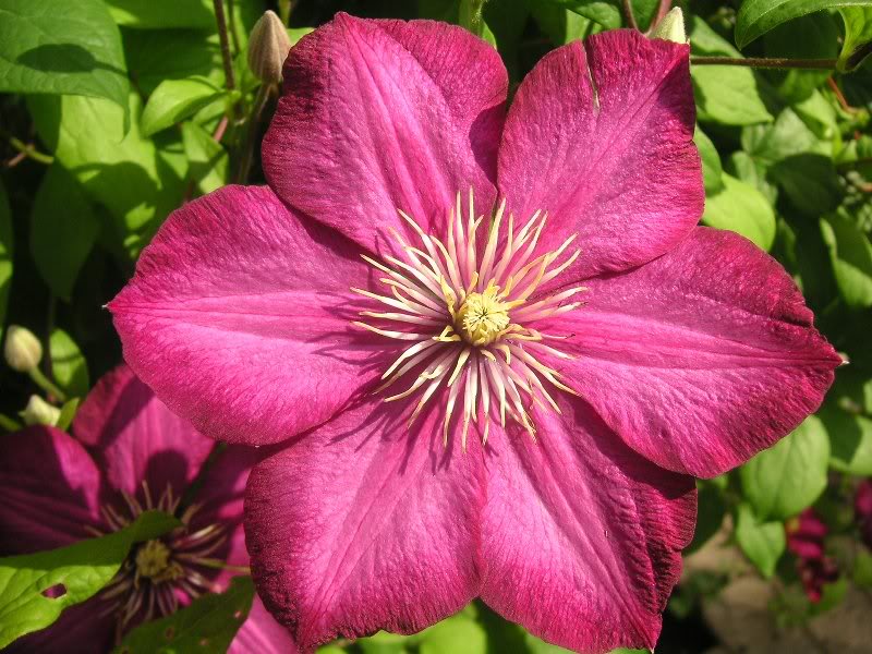 cerise clematis