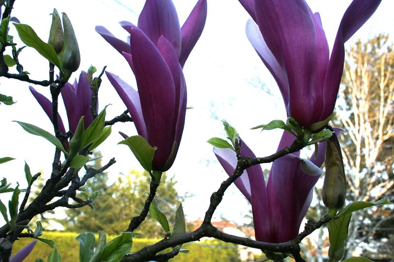 like large purple bananas being peeled