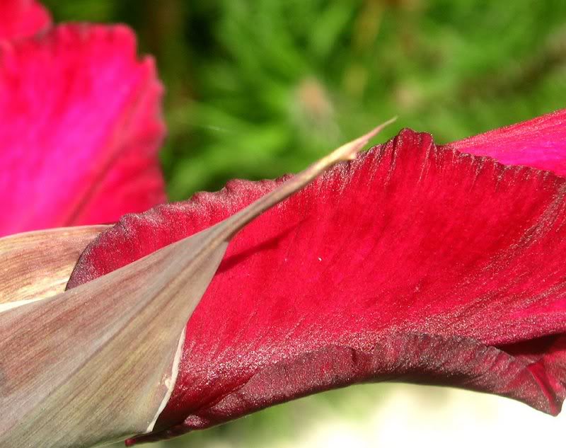 unfurling crimson velvet