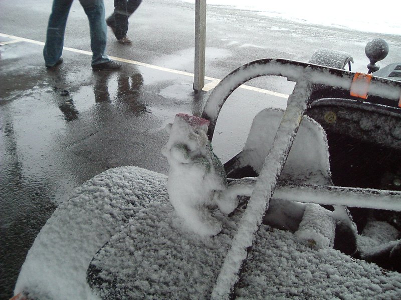 Percy the Polar Bear