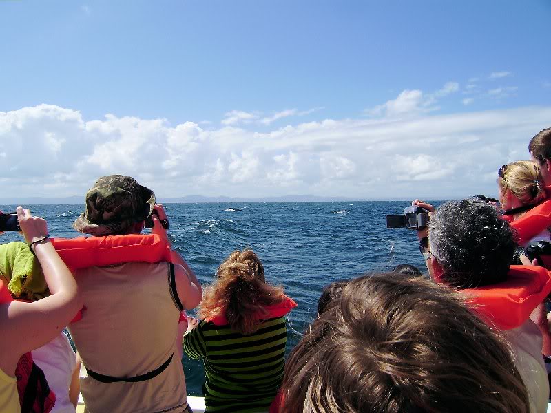 ballenas samana 2008