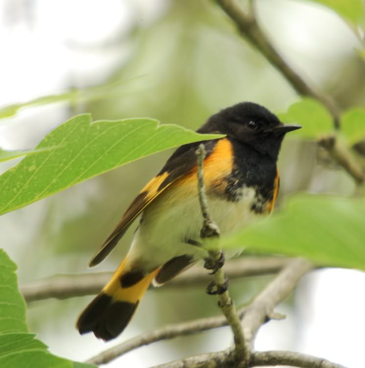 American Redstart (male)