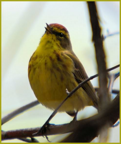 Palm Warbler - FOS Warbler at VFNP