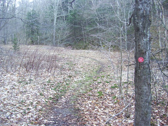 clearing along the trail