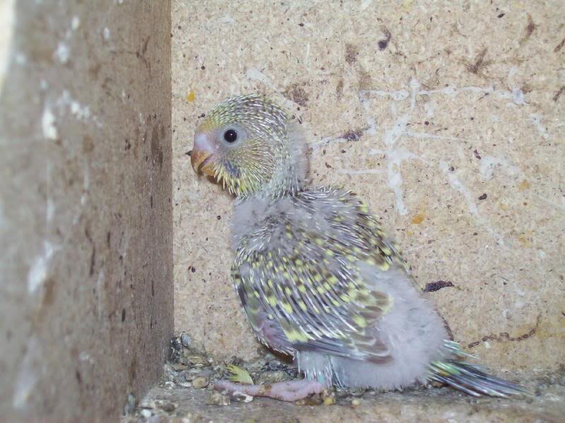 Baby Budgie....10 days old