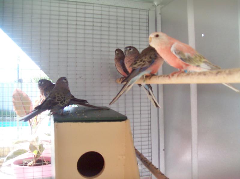 Bourke's Parrots - Daniel's latest aquisition